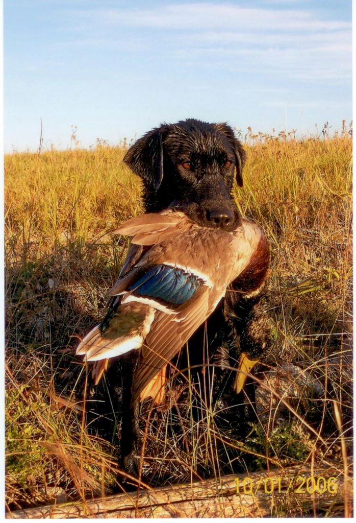 duck-dog-698x1024.jpg